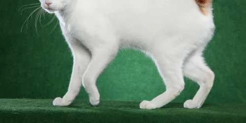 rase de pisici cu coada scurta Bobtail japonez