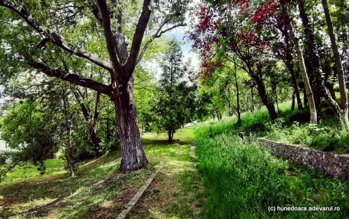 Parcul din vecinătatea sediului Poliţiei va fi reabilitat.FOTO: Daniel Guţă. ADEVĂRUL.