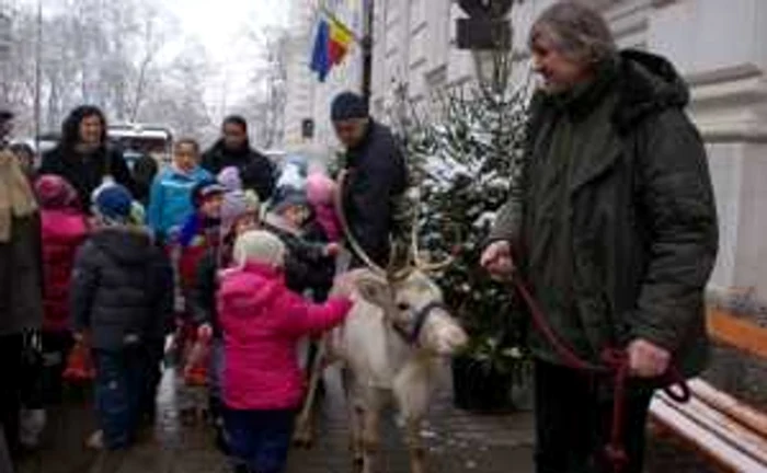 De ani de zile în faţa Primăriei se aduc reni FOTO arhivă