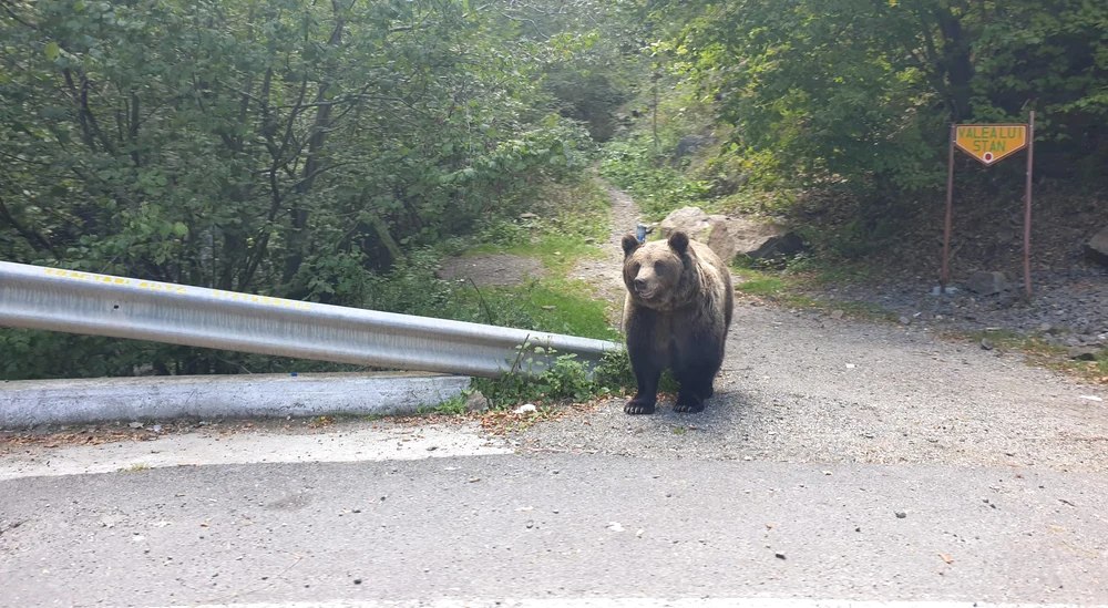 Jandarmii, solicitaţi de 18 ori în ultima săptămână în Harghita pentru alungarea urşilor din zonele locuite