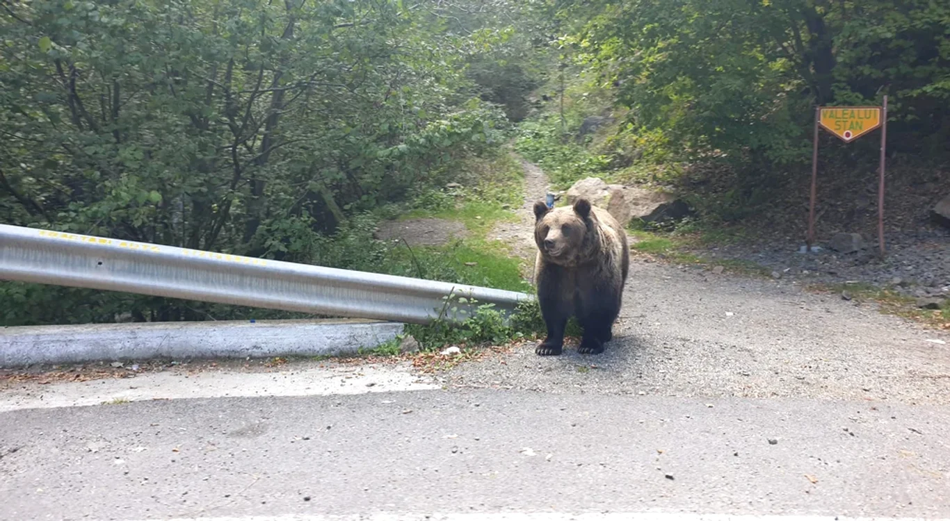 Urșii, o prezență tot mai mare în zonele locuite de oameni FOTO: arhivă