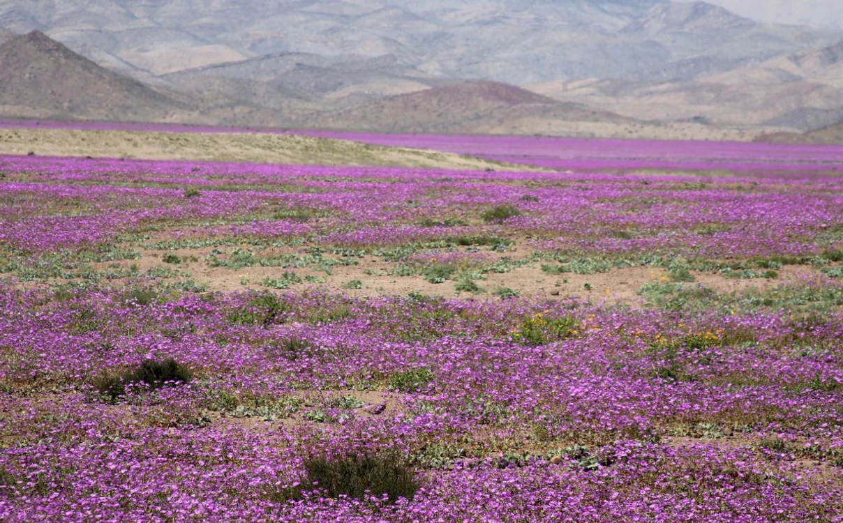 Flori în Atacama: Deșertul a fost „acoperit” de mii de plante roz și mov