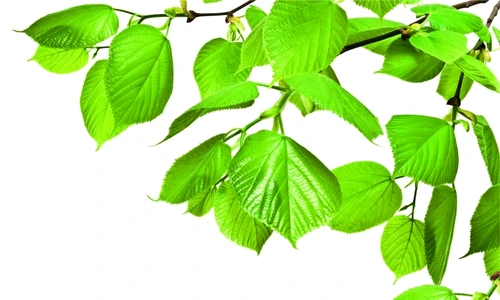 1 47353 original jpg jpeg