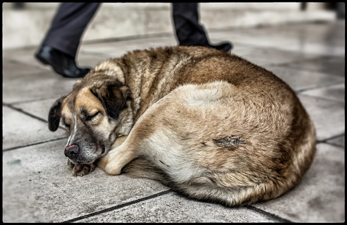 Este un alt obcei străvechi de la strămoșii lor lupi