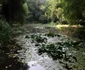 parcul dendrologic din simeria foto daniel guta adevarul
