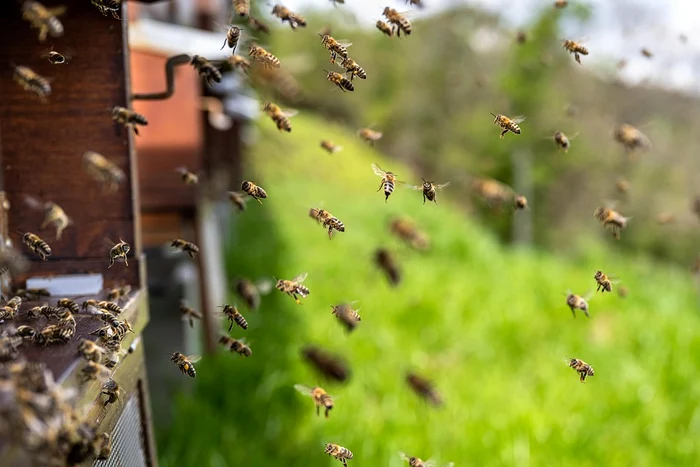 Apicultorii spun că folosirea pesticidelor afectează puternic albinele FOTo: Pixabay