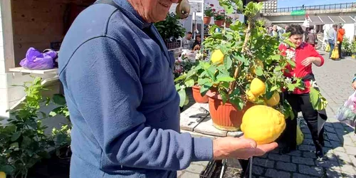 barbat lamai imense alba 3 jpg