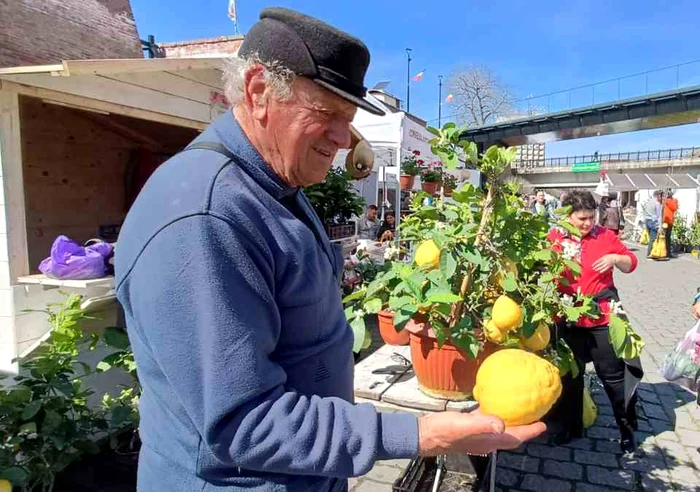 Ioan Szakacs obține în livada sa lămâi uriașe FOTO Adevărul