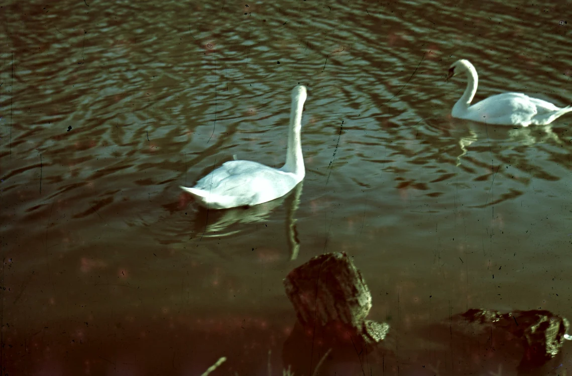 Odată cu anii '60, fotografia color a devenit din ce în ce mai folosită. FOTO: Arhiva de Fotografie