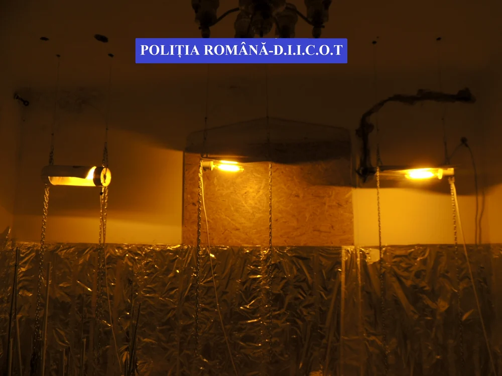 Aceasta era instalația improvizată cu care uscau plantele de cannabis