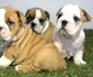 Bulldog Englez jpeg