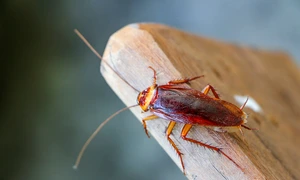 Gandaci de bucatarie  jpg