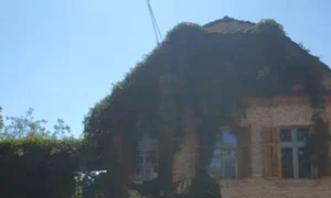 ceainaria tei saschiz love deco jpg