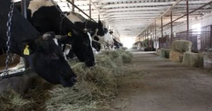 Sibiu: Modernizările fermelor, afectate de criză