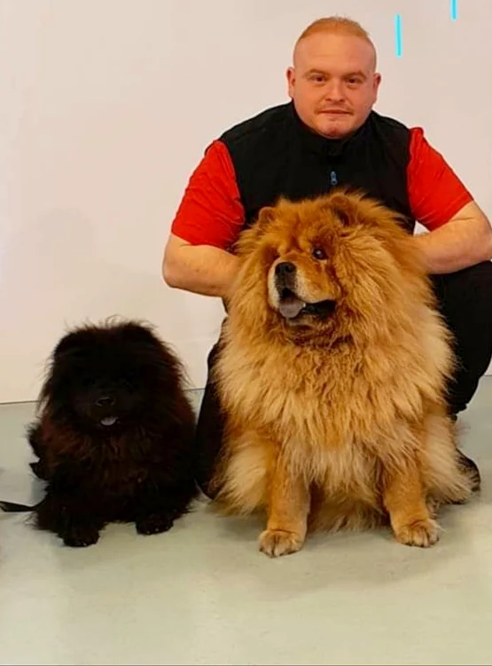 Deşi pare foarte  blând, acest Chow Chow  l-a muşcat pe dresor 
