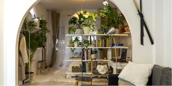 plante apartament FOTO Lovedeco