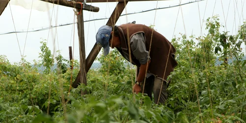 O modalitatea de a ajuta mediul înconjurător este să te orientezi către fructe şi legume crescute local