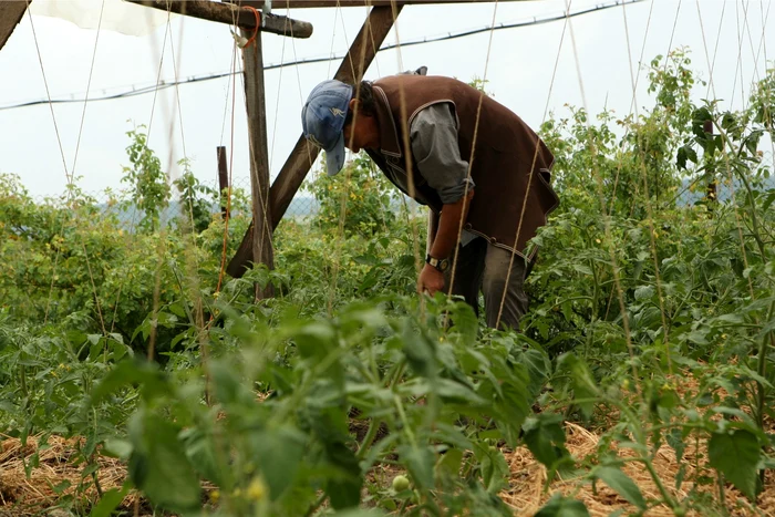 O modalitatea de a ajuta mediul înconjurător este să te orientezi către fructe şi legume crescute local