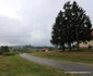 Drumul Cerbăl   Feregi din Poiana Răchițelii  Foto Daniel Guță ADEVĂRUL (4) JPG