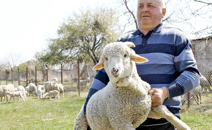 Marin Viorel vrea să-i pună oile în brațe premierului Dăncilă pentru că l-a băgat în falimentFoto: FLORIN ȘULER