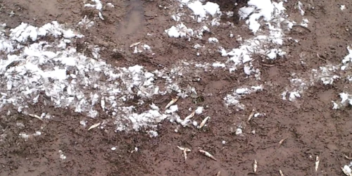 pesti mori la cluj