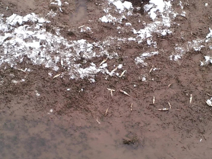 Sâmbătă după-masă, au rămas doar peştii mici, întrucât cei mari au fost culeşi de localnici. FOTO: Remus Florescu