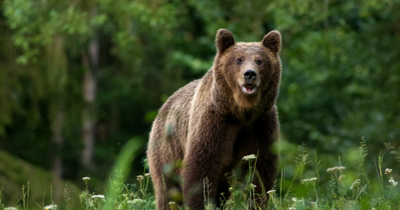 Prefectura cere împușcarea urșilor periculoși. SURSA Arhivă