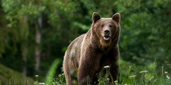 Populaţia de urşi din Munţii Făgăraş este mai mică decât estimările iniţiale FOTO digi24