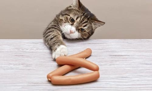 1 pisica shutterstock 1608088930 jpg jpeg