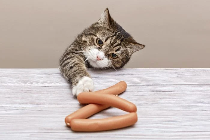 1 pisica shutterstock 1608088930 jpg jpeg