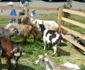 targ agro-zoo bt