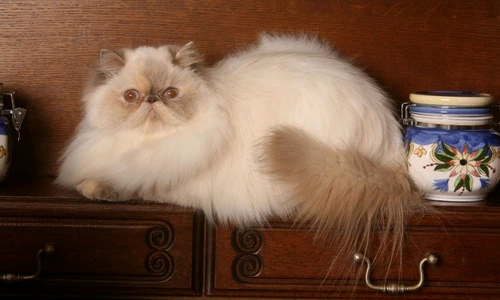 1 47388 original jpg jpeg