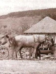 Pitorescul orașului Vălenii de Munte așa cum l a văzut Nicolae Iorga pentru prima dată | FOTO jpeg