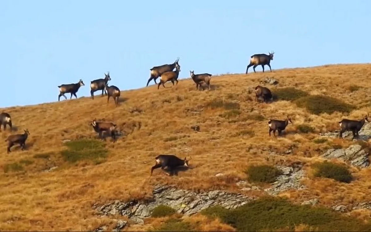 Capre negre în Masivul Retezat.