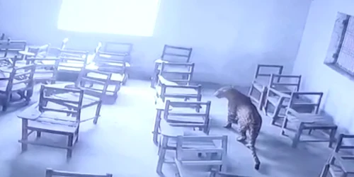 leopard intr-o scoala din India foto captura video