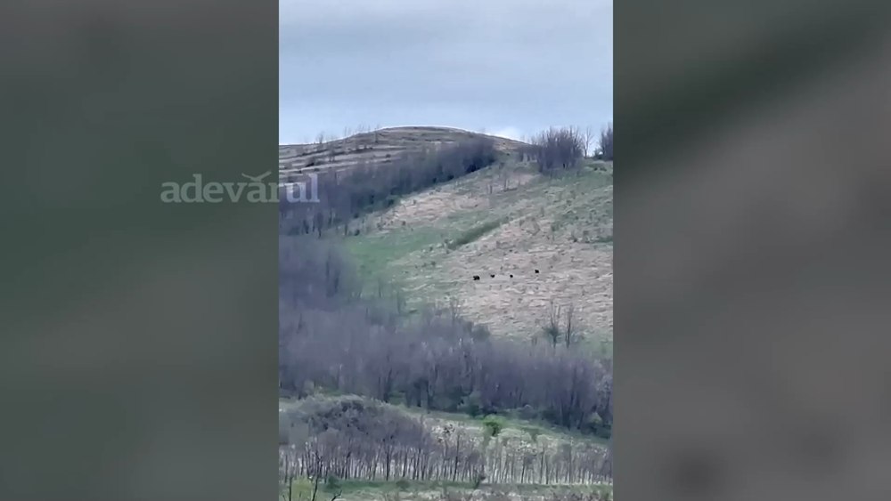 Urșii s-au înmulțit și caută noi teritorii, chiar și în sate de câmpie. Atacă gospodării, în căutarea hranei VIDEO