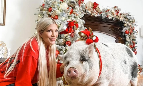 foto mare spread 14 15 tori spelling craciun cu porcul jpg
