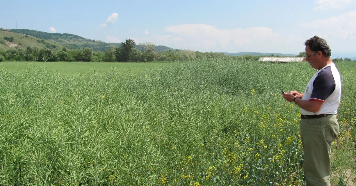 Aurel Zbucea a cultivat 50 de hectare cu rapiţă în primăvara 2011