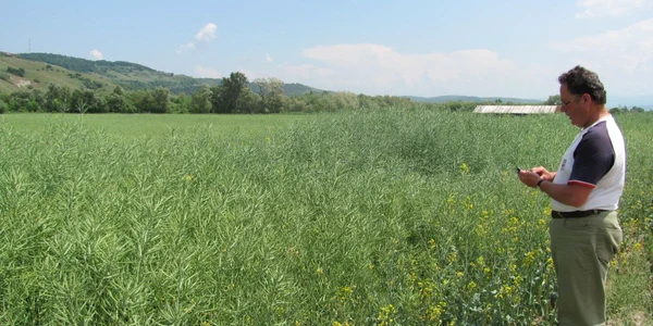 Aurel Zbucea a cultivat 50 de hectare cu rapiţă în primăvara 2011