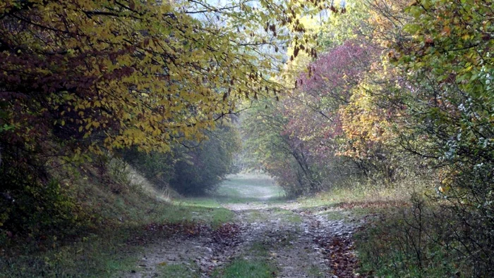 Pădurea Hoia Baciu are o atmosferă de tip Blair Witch. FOTO: cluj.travel