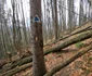 Cetatea dacică Fețele Albe  Foto Daniel Guță  ADEVĂRUL (44) jpg