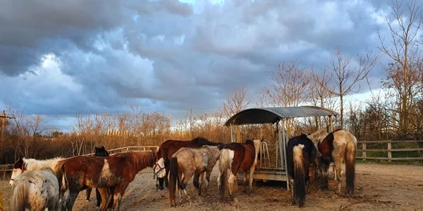 Cai techirghiol foto petre enciu