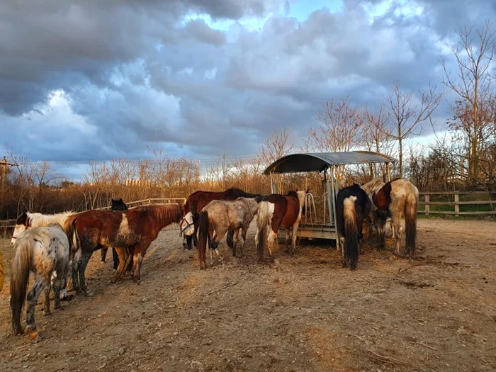 Aşa arătau caii în luna februarie foto: Petre Enciu