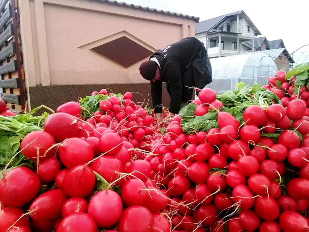 Agricultorii din Băleni se pregătesc de zor să spele marfa sau să o scoată din pământ pentru a o duce la piaţă, unde cererea în acest moment este mare FOTO Ionuţ Dima