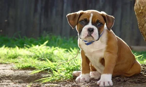 Boxer jpeg