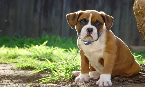 Boxer jpeg