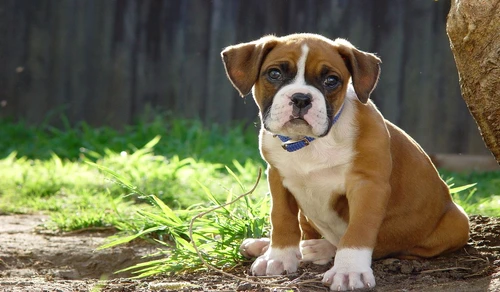 Boxer jpeg