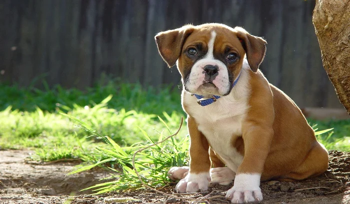 Boxer jpeg