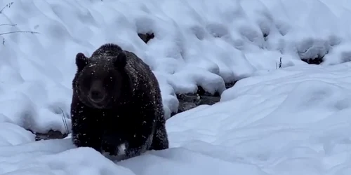 Urs intr o padure din Suceava Foto ionel Morosanu Directia Silvica Suceava (3) jpg