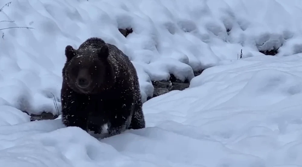S-au întâlnit cu ursul lângă o pârtie de schi din Straja: doi tineri au lăsat schiurile și au sunat la 112